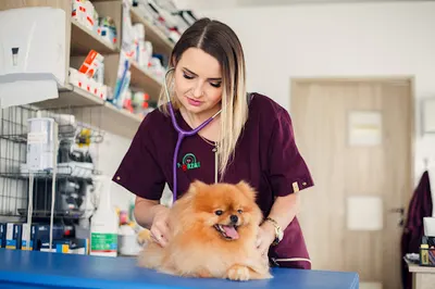 Weterynarz Dermatolog Olsztyn | "Futrzak" lek.wet. Katarzyna Karczewska